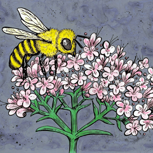 Honey Bee and Valerian Print